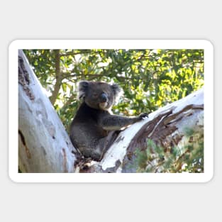 Koala in the Gumtree  - by Avril Thomas Sticker